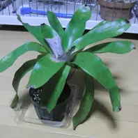 ネオレゲリアのそだレポ(栽培レポート)|植物図鑑|みんなの ネオレゲリアのそだレポ(栽培レポート)|植物図鑑|みんなの