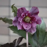 植え替え「種からクリスマスローズ2020～雅セルフ」-そだレポ