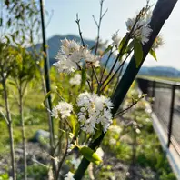 ハイノキの種類（原種、品種）｜植物図鑑｜みんなの趣味の園芸（NHK出版）