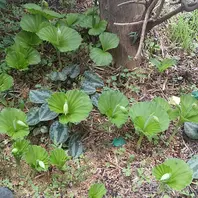 青森県産クマガイソウ（クリ−ム色)２〜３株 Amazon.co.jp: 青森県産クマガイソウ（クリ−ム色)2〜3株