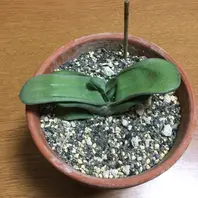 ガステリア・ピランシー錦の基本情報・育て方｜多肉植物
