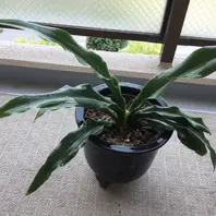 オモト（万年青）の種類（原種、品種）｜植物図鑑｜みんなの趣味の園芸
