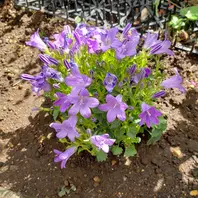 オトメギキョウの育て方・栽培方法｜植物図鑑｜みんなの趣味の