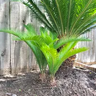 一番の ソテツのそだレポ（栽培レポート）｜植物図鑑｜みんなの趣味の園芸 ガーデニング