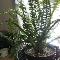 ネフロレピス（タマシダの仲間）の育て方・栽培方法｜植物図鑑