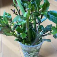 金時草の育て方・栽培方法｜植物図鑑｜みんなの趣味の園芸（NHK出版）