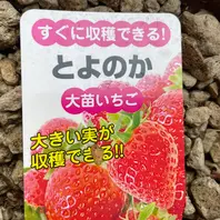 イチゴのそだレポ（栽培レポート）〔10ページ目〕｜植物図鑑