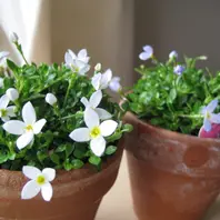 ヒナソウとは｜育て方がわかる植物図鑑｜みんなの趣味の園芸