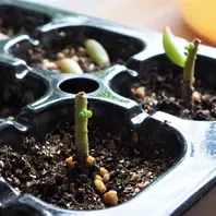 茎から根がいっぱい「赤い色が素敵な虹の玉2株、葉挿しで増やすぞ