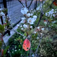 カラタネオガタマとは｜育て方がわかる植物図鑑｜みんなの趣味の園芸