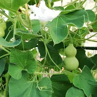 ヒョウタンのそだレポ（栽培レポート）｜植物図鑑｜みんなの趣味の園芸