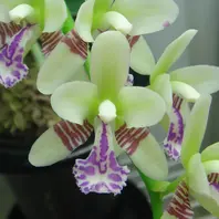 ナゴランとは｜育て方がわかる植物図鑑｜みんなの趣味の園芸