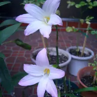 ハブランサスとは｜育て方がわかる植物図鑑｜みんなの趣味の園芸