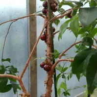 ジャボチカバのそだレポ（栽培レポート）｜植物図鑑｜みんなの