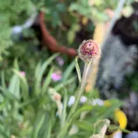 9月20日「はじめての矢車草🌸」-そだレポ｜みんなの趣味の園芸