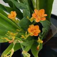 aya ヒオウギ（日扇） aya様専用 ヒオウギ（日扇）