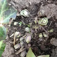 キリンソウのそだレポ（栽培レポート）｜植物図鑑｜みんなの趣味の園芸