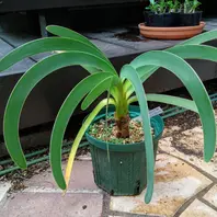 ブルーアマリリス（ウォースレヤ）とは｜育て方がわかる植物図鑑