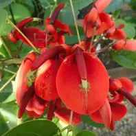 アメリカデイゴとは｜育て方がわかる植物図鑑｜みんなの趣味の園芸
