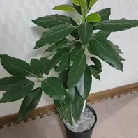 アボカド ウインターメキシカン 花芽付き 大苗 （アボカドの苗
