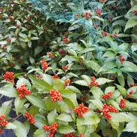 千両の育て方】実をつける方法や植え替え時期を解説