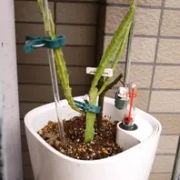 表紙「妖狐の名を持つクジャクサボテン『白狐の精』」-そだレポ