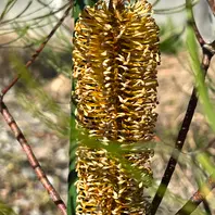 バンクシアの種類（原種、品種）｜植物図鑑｜みんなの趣味の園芸（NHK