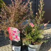 ギョリュウバイ（レプトスペルマム）の種類（原種、品種）｜植物図鑑