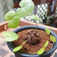 img_cache_r_22182_c_1640074099