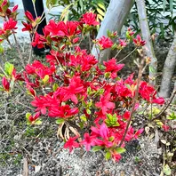 ツツジの育て方・栽培方法｜植物図鑑｜みんなの趣味の園芸（NHK出版）