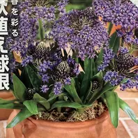 シラーとは｜育て方がわかる植物図鑑｜みんなの趣味の園芸（NHK出版）