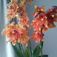 オドントグロッサムの育て方・栽培方法｜植物図鑑｜みんなの趣味