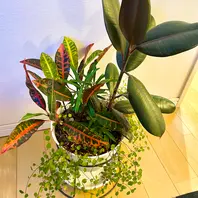 インドゴムノキ(フィカス・エラスティカ)のそだレポ(栽培 インドゴムノキ(フィカス・エラスティカ)のそだレポ(栽培