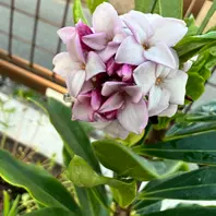 ジンチョウゲのそだレポ（栽培レポート）｜植物図鑑｜みんなの