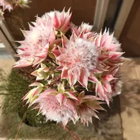セルリアのそだレポ（栽培レポート）｜植物図鑑｜みんなの趣味の園芸