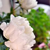 芍薬「白雪姫」開花「続・毎年の芍薬の管理【終了】」-そだレポ