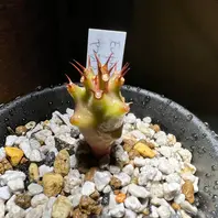 ユーフォルビア(多肉植物)のそだレポ(栽培レポート)〔3 ユーフォルビア(多肉植物)のそだレポ(栽培レポート)〔3