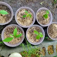 ポポーのそだレポ（栽培レポート）｜植物図鑑｜みんなの趣味の園芸