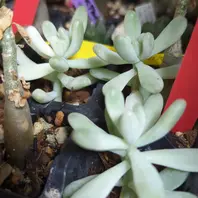 乙女心錦の挿し芽をした(-2023.08)!｜そだレポ（栽培レポート）by星司