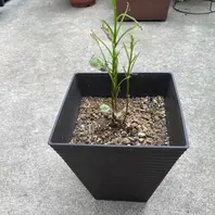 ダリアのそだレポ(栽培レポート)|植物図鑑|みんなの趣味の園芸 ダリアのそだレポ(栽培レポート)|植物図鑑|みんなの趣味の園芸