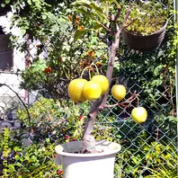 姫りんご 姫りんご『長寿紅』「姫りんごの小盆栽づくり」-そだレポ｜みんなの