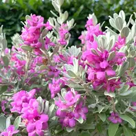 レウコフィラムとは｜育て方がわかる植物図鑑｜みんなの趣味の園芸