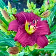 ヘメロカリス(５種類) ヘメロカリスとは｜育て方がわかる植物図鑑｜みんなの趣味の園芸