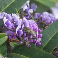 ハーデンベルギアとは｜育て方がわかる植物図鑑｜みんなの趣味の園芸