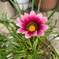 ガザニアのそだレポ（栽培レポート）〔2ページ目〕｜植物図鑑