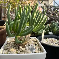 チレコドン万物想の基本情報・育て方｜多肉植物・サボテン図鑑