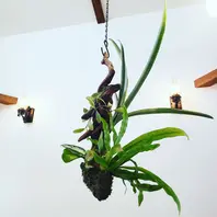 ビルベルギアの育て方・栽培方法｜植物図鑑｜みんなの趣味の園芸（NHK