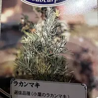 イヌマキのそだレポ（栽培レポート）｜植物図鑑｜みんなの趣味の園芸