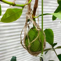 ジャックフルーツの種類（原種、品種）｜植物図鑑｜みんなの趣味の園芸