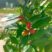 ミラクルフルーツとは｜育て方がわかる植物図鑑｜みんなの趣味の園芸